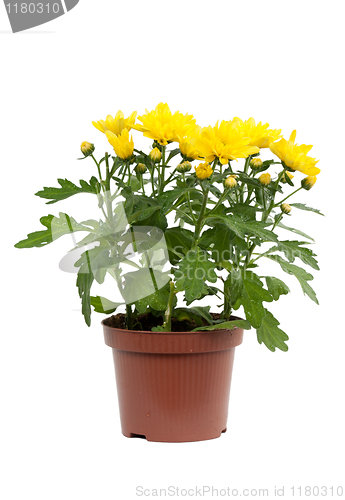Image of Decorative yellow chrysanthemum in pot