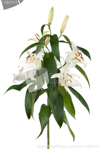 Image of lily 