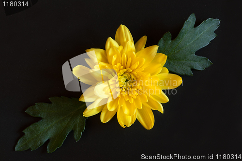 Image of yellow chrysanthemum
