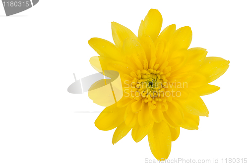 Image of yellow chrysanthemum