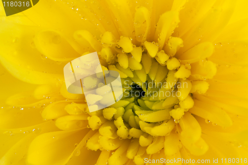 Image of yellow chrysanthemum
