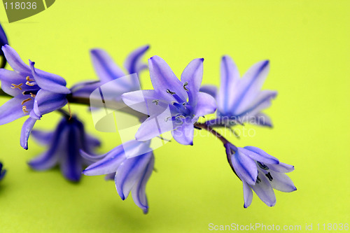 Image of Blue Flowers Isolated