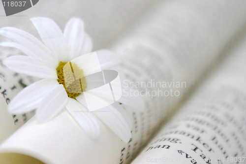 Image of Book And Daisy