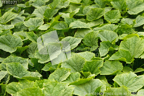 Image of Young green cucumber plants