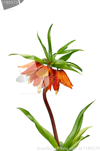 Image of Spring orange flower isolated over white
