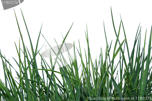 Image of Green grass isolated on the white