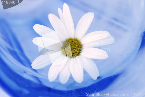 Image of Daisy In A Glass