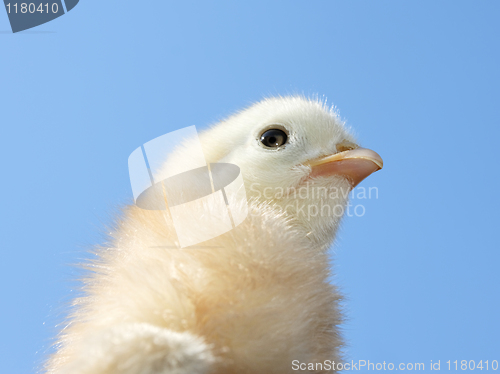 Image of Small light yellow chicken