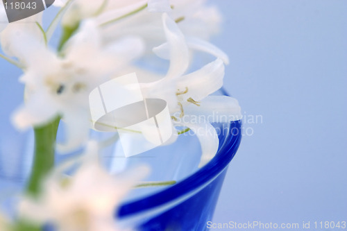 Image of Flowers In Glass