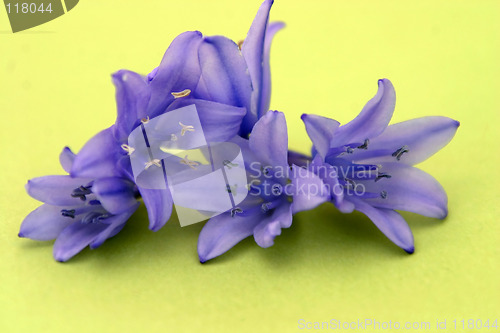 Image of Flowers Isolated On Green