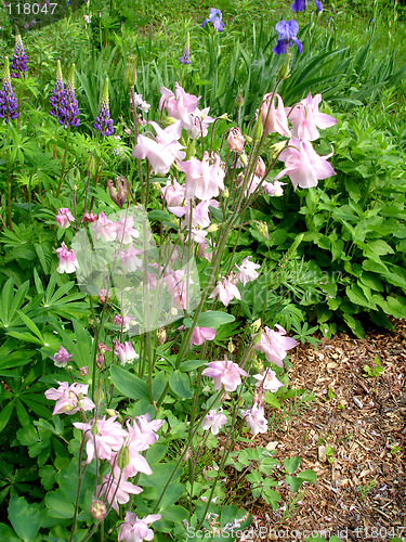 Image of flowers