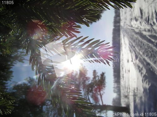 Image of Sun through needles