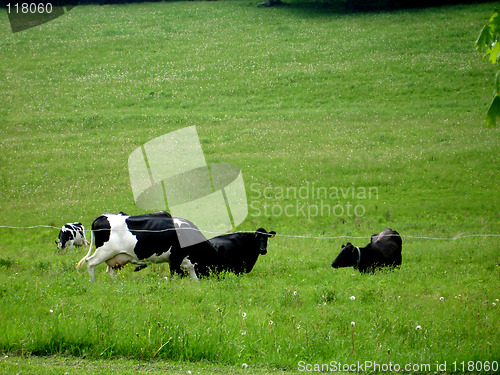 Image of cows