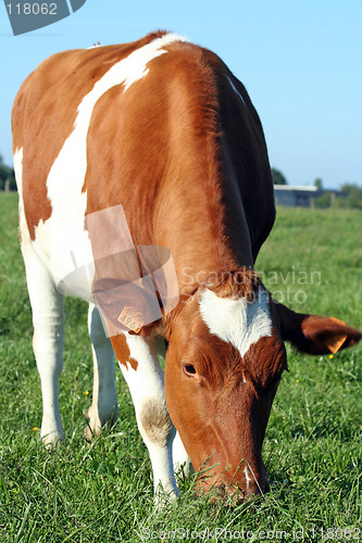 Image of Grazing cow