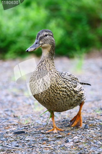 Image of Female Mallard Duck