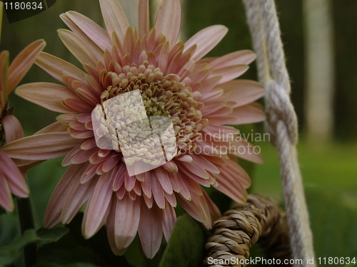 Image of pink gerbera