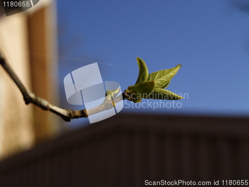 Image of leaf and branch