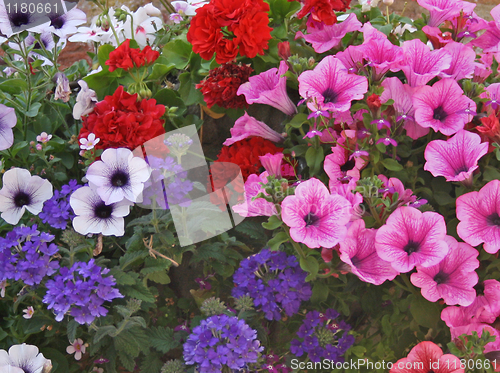 Image of beautiful petunias