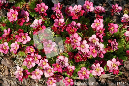 Image of Saxifraga