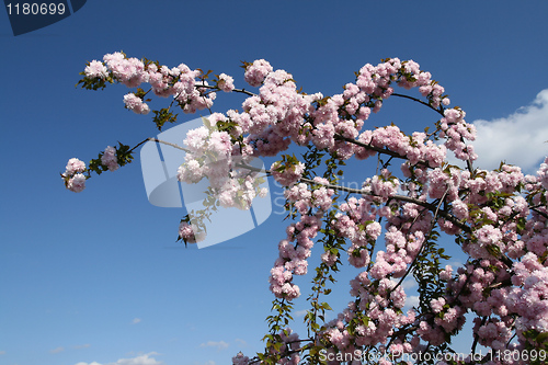 Image of Almond tree