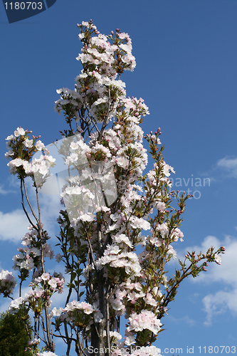 Image of Plum tree blossom