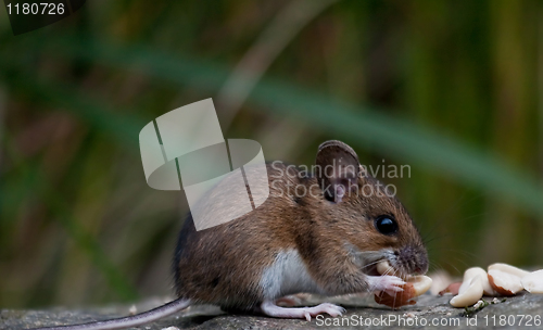 Image of Field mouse