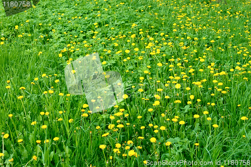 Image of Dandelion flowers in the meadow