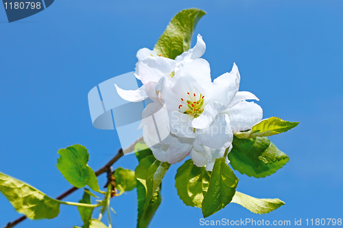 Image of Flower of apple tree