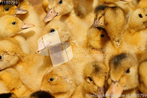 Image of Many small domestic ducklings 