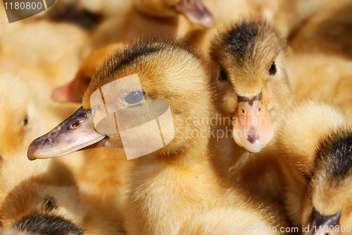 Image of Portrait of small domestic duckling