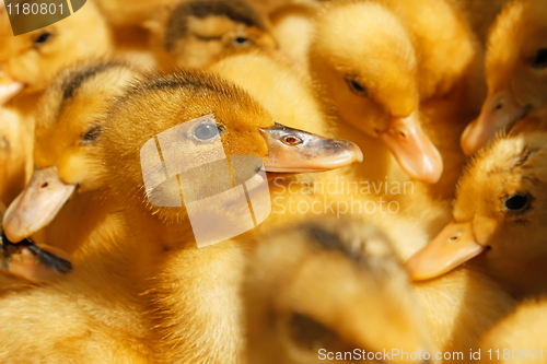 Image of Small domestic duckling