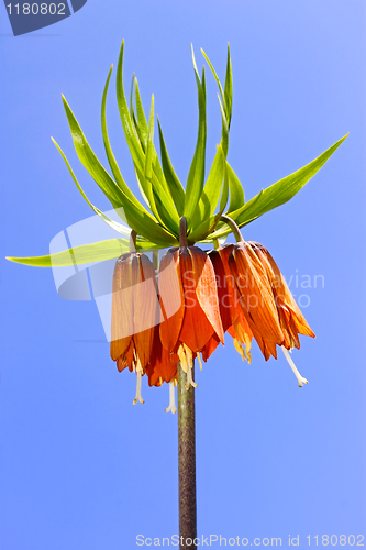 Image of Spring orange flower