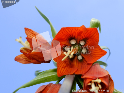 Image of Orange flower. View from below