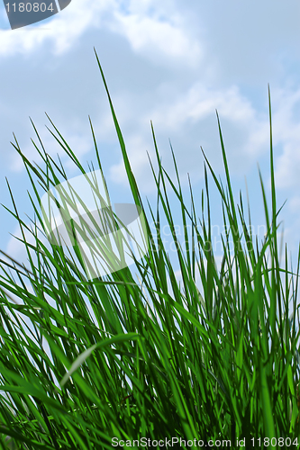 Image of Young green grass