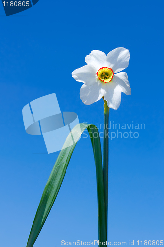 Image of Narcissus flower over  blue sky