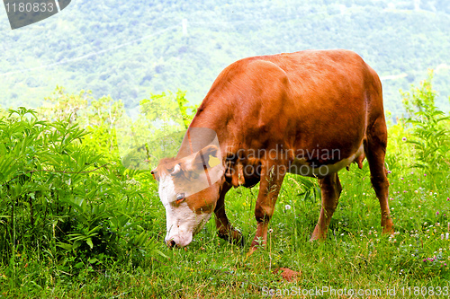 Image of Cow