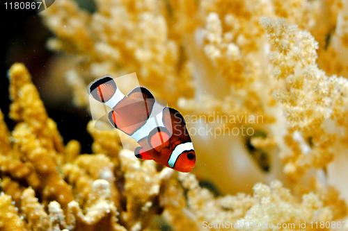 Image of Clown fish