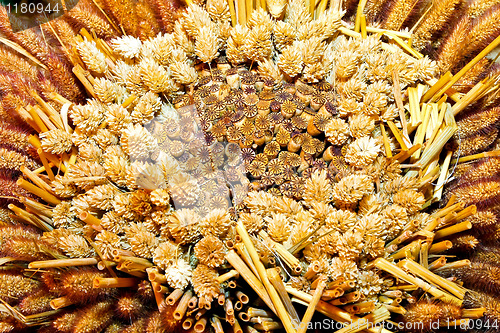 Image of Autumn flowers