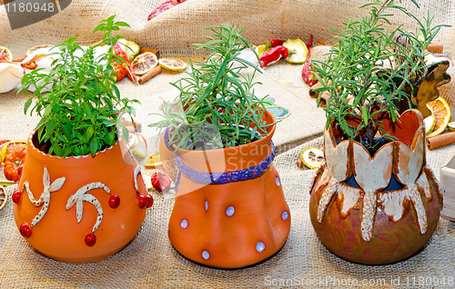 Image of Plants