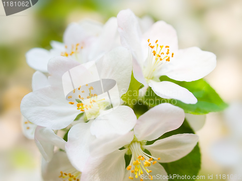 Image of Blossoming apple.