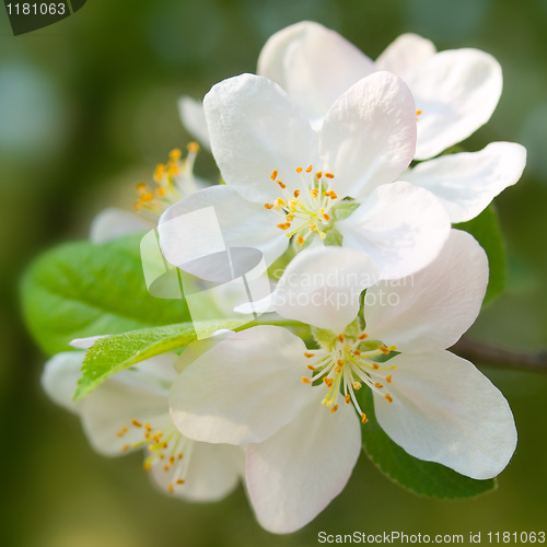 Image of Blossoming apple.