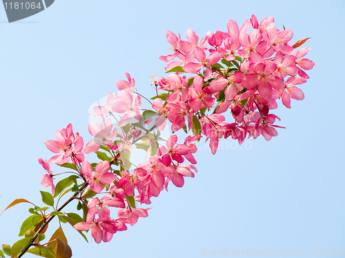 Image of Blossoming apple.