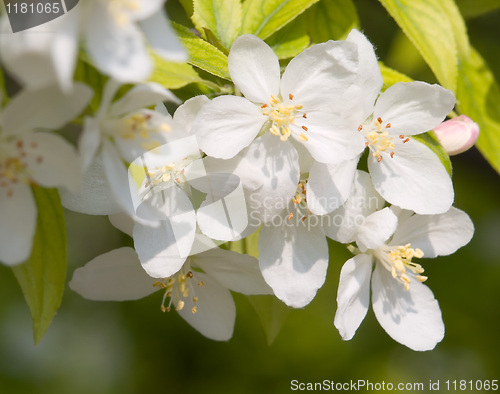 Image of Blossoming apple.