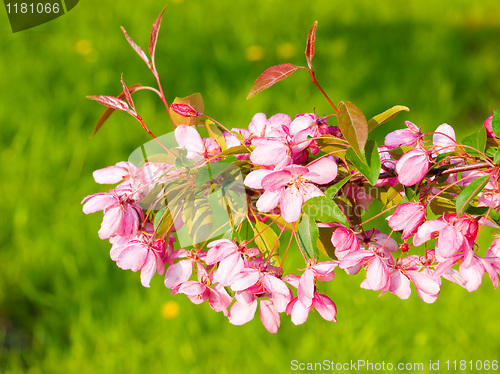 Image of Blossoming apple.