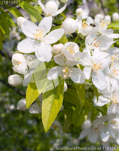 Image of Blossoming apple.