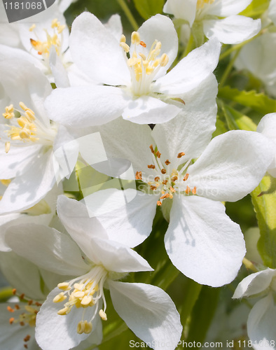 Image of Blossoming apple.