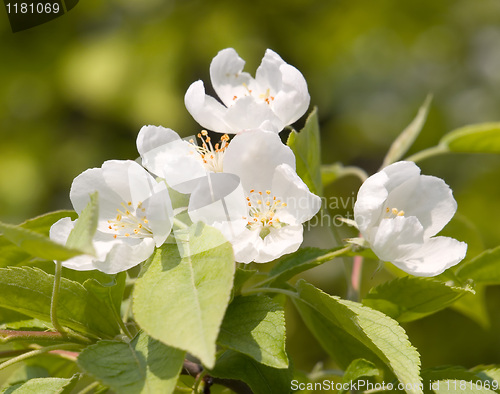 Image of Blossoming apple.