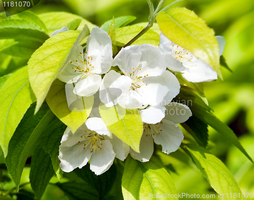 Image of Blossoming apple.