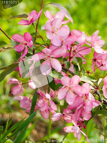 Image of Blossoming apple.