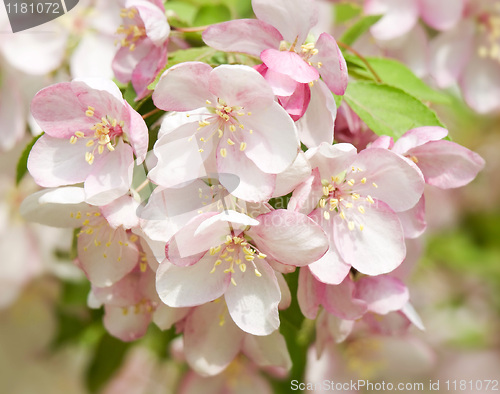 Image of Blossoming apple.